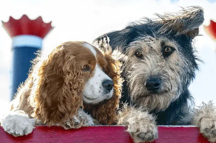The Day the Film's Dog Decides to Ignore Everybody